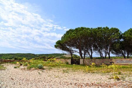 Wall subtropical island landscape