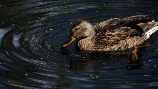 Nature animal world bill photo