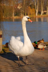 Swan animal bird