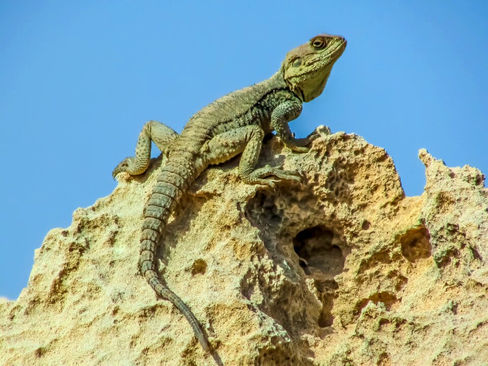 Wildlife animal stellagama stellio cypriaca
