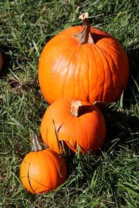 Orange pumpkin gourd