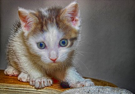 Kitten pet charming