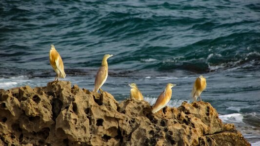 Nature seashore seaside photo