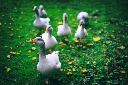 Goose geese single file