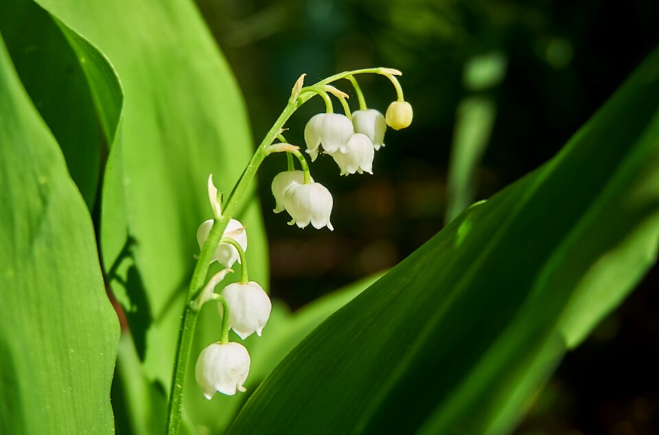 Plant leaf flowers