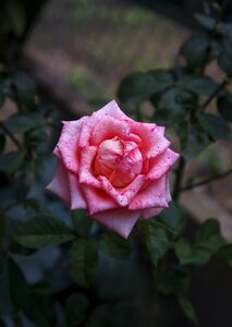 Roses many wings brilliant