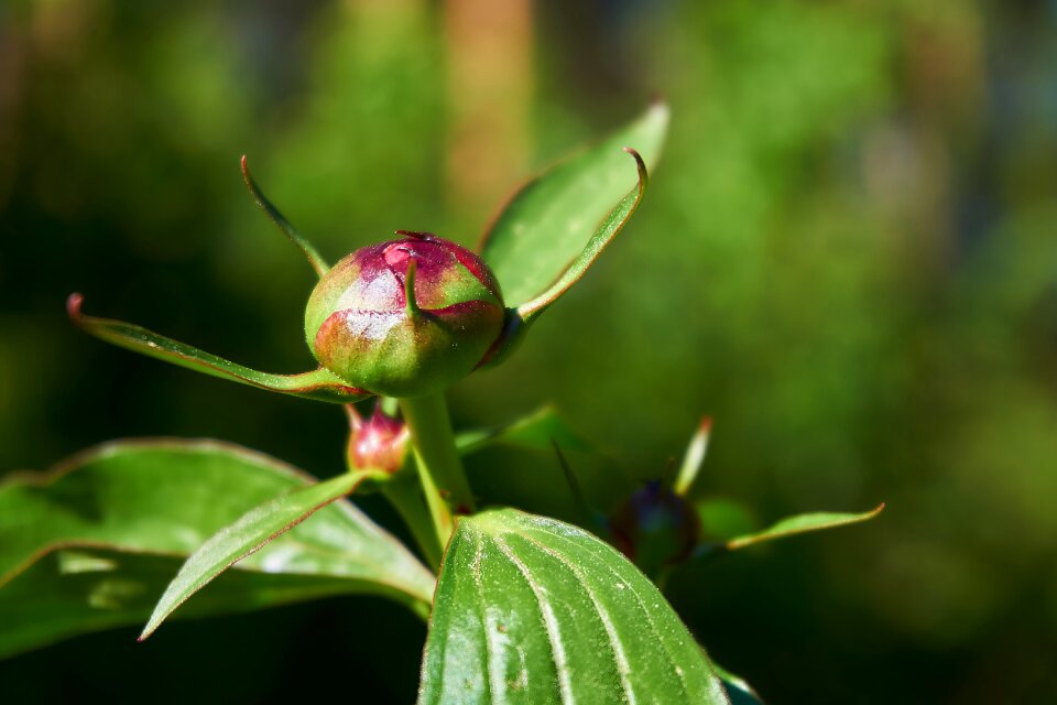 Nature flora common peony