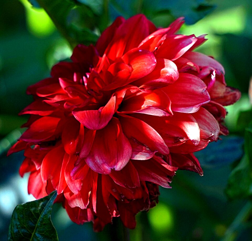 Red flora nature