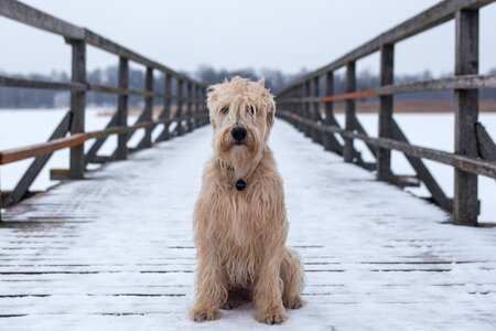 Bridge furry shaggy photo