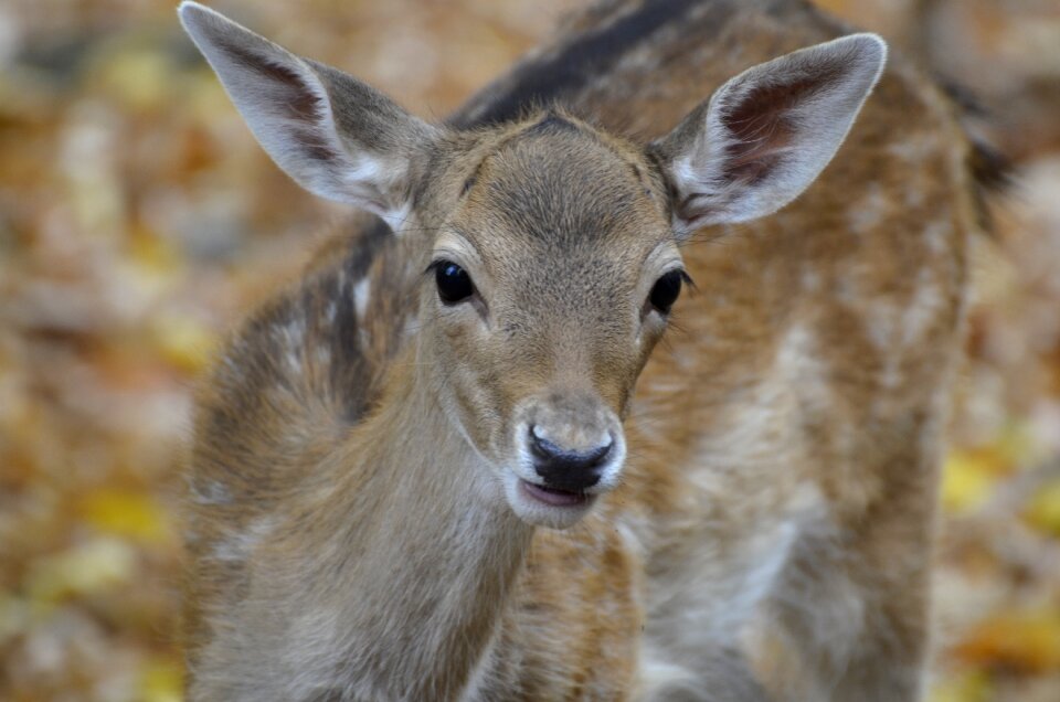 Nature animal animal world