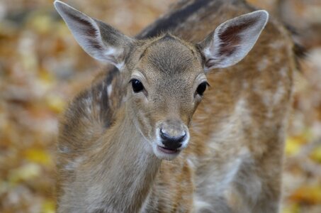 Nature animal animal world
