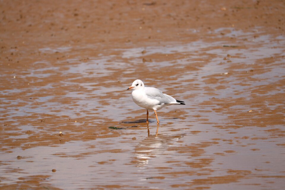 Seagull sand sea