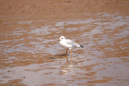 Seagull sand sea photo