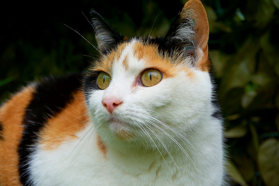 Attention tricolor cat she-cat