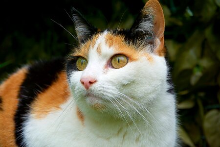 Attention tricolor cat she-cat photo