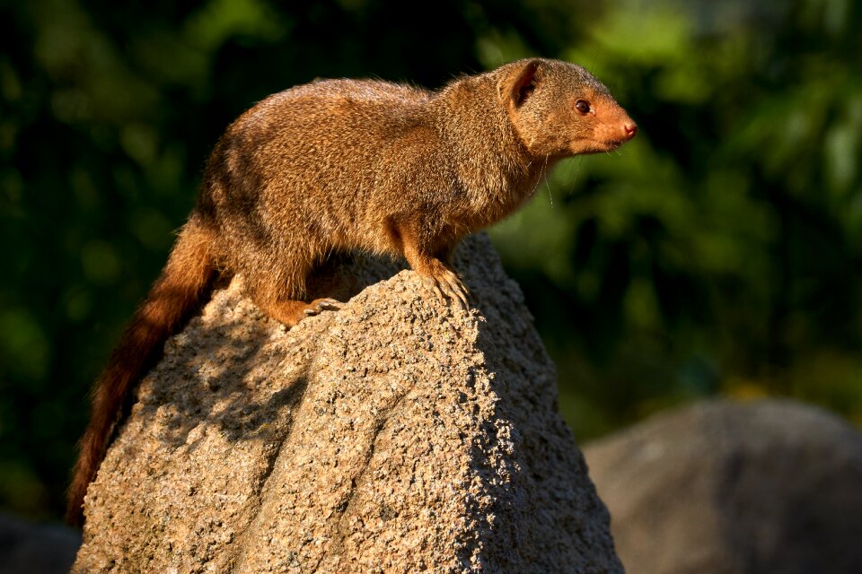 Attention mongoose zoo