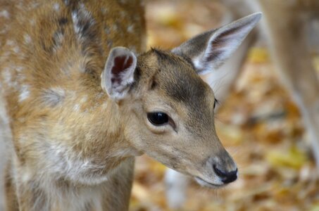 Nature animal animal world