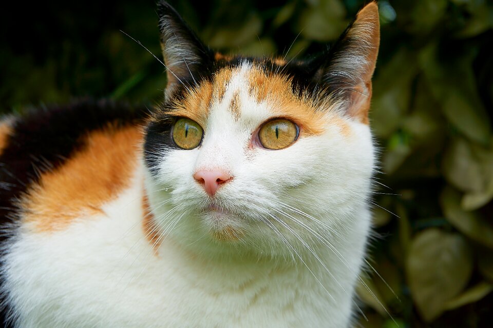 Attention tricolor cat she-cat