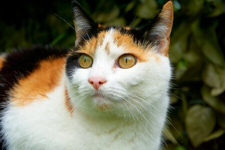 Attention tricolor cat she-cat photo