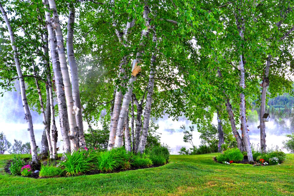 Trees leaves wood photo