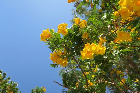 Plant nature bud