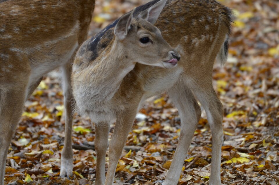 Nature animal animal world