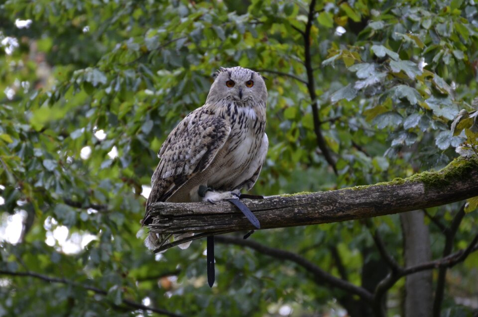 Owl plumage nature