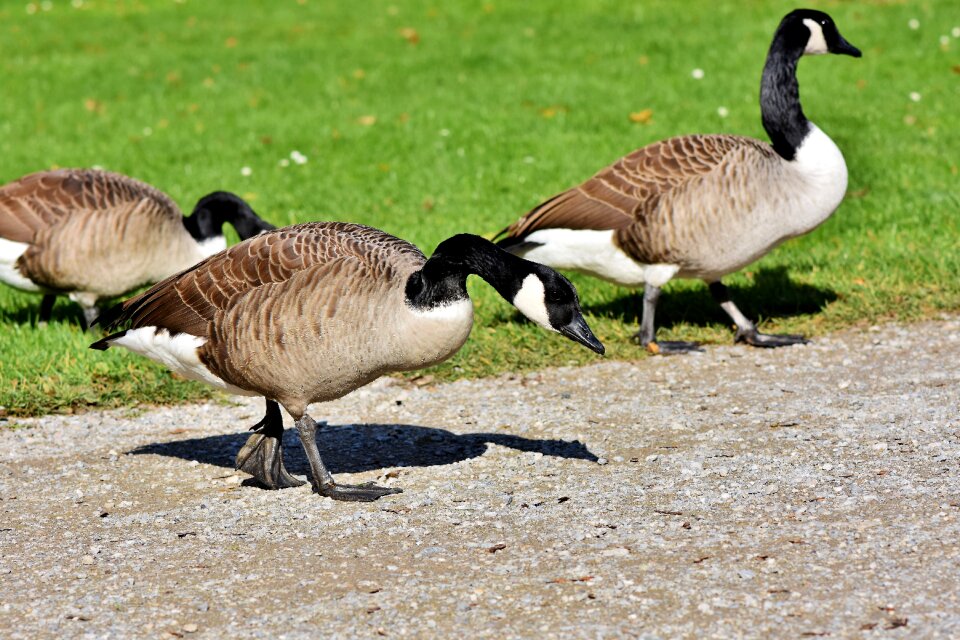 Wild goose migratory birds bird