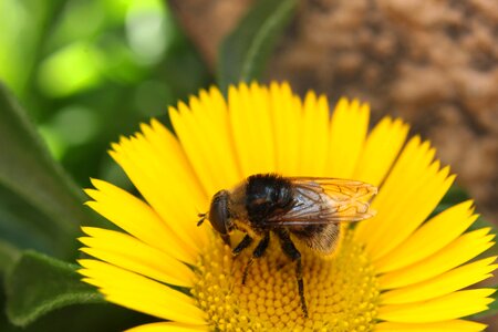 Macro flowers nature photo