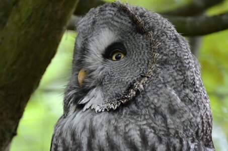 Owl plumage nature photo