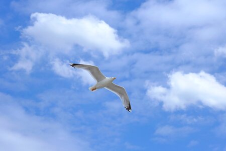 Wing nature sky