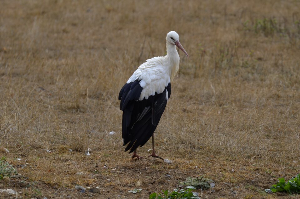 Plumage bird animal portrait