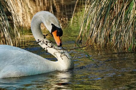 Nature river poultry