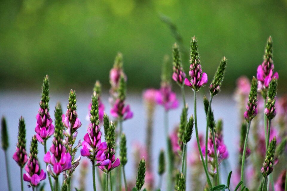 Garden the delicacy small flowers