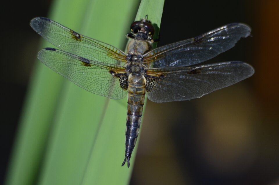 Macro animal world summer
