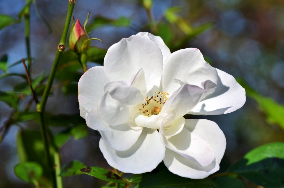 White rose flower petals