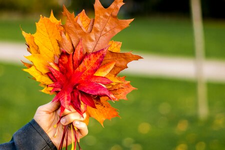Red season nature october