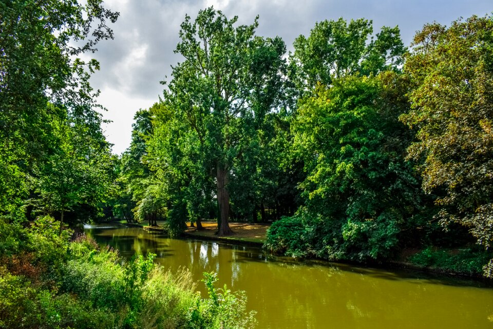 Trees nature summer