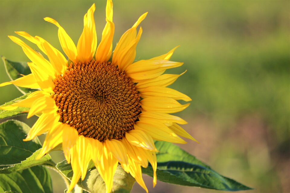 Yellow green meadow