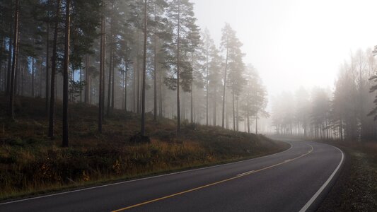 Nature wood forest