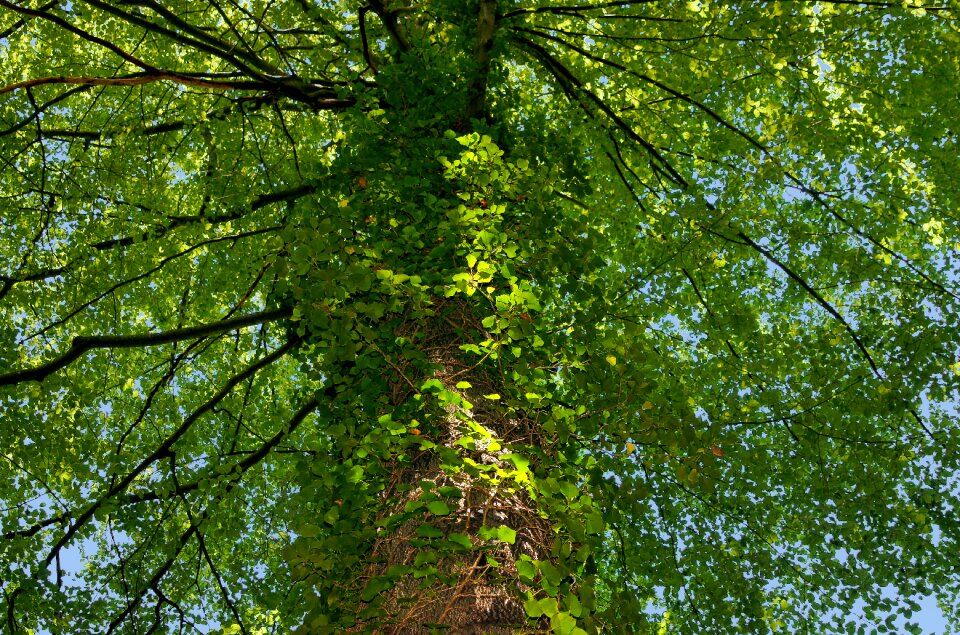 Summer green aesthetic