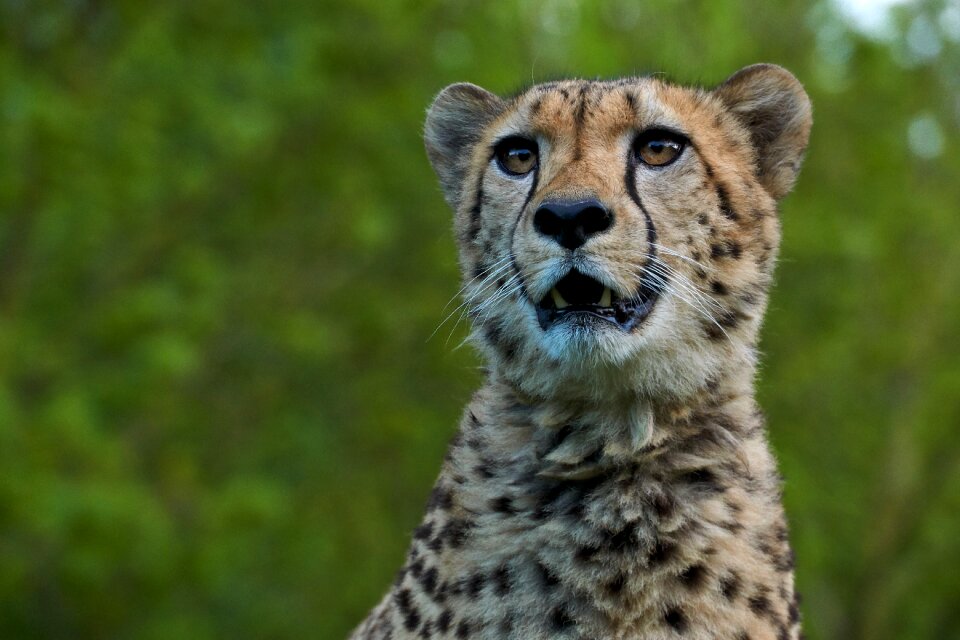 Wild animal big cat safari