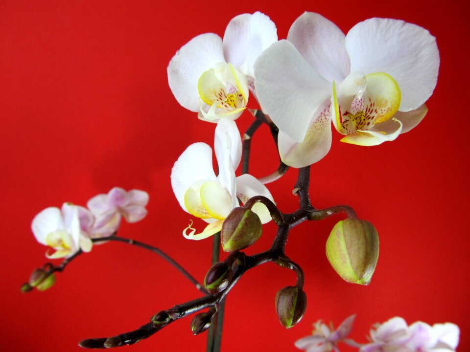 Blossom bloom nature
