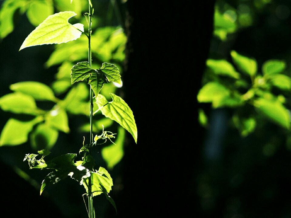 Leaf summer light