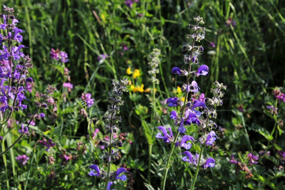 Garden meadow plants