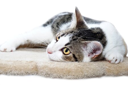Pet domestic cat kitten photo