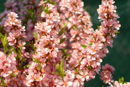 Spring flowering shrub Free photos