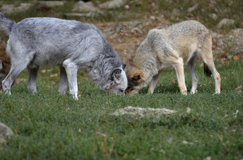 Wolves nature wild animal