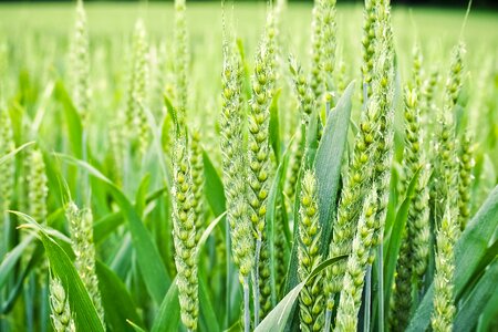 Field grain plant photo