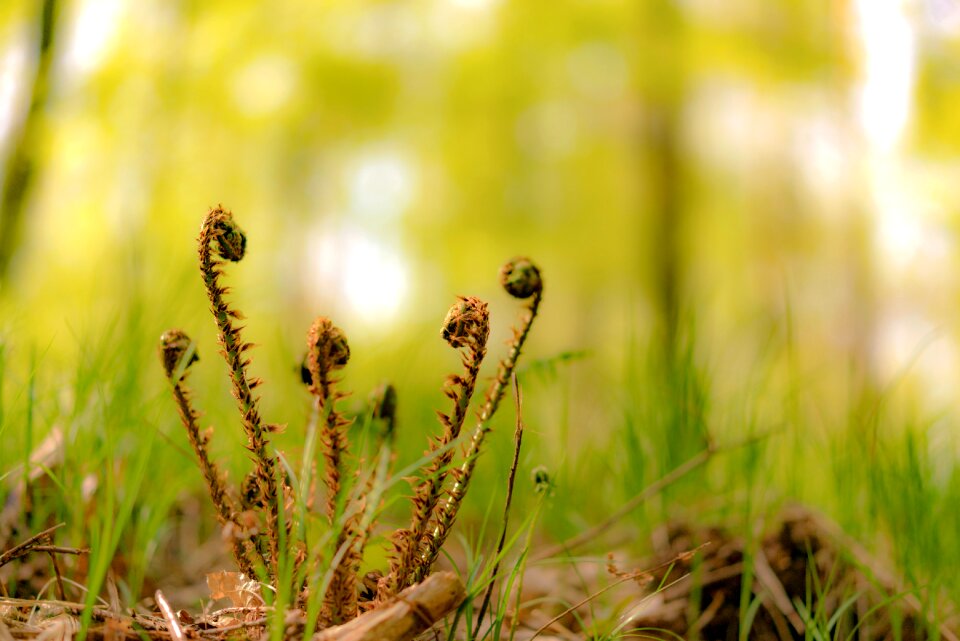 Forest spring plant